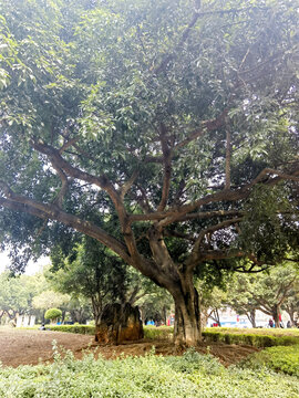 榕树