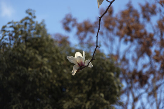 玉兰花白玉兰