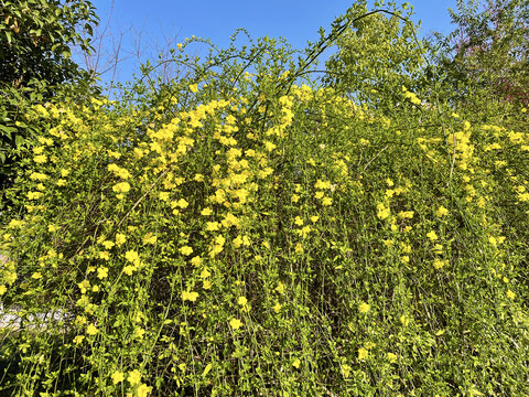 小黄花