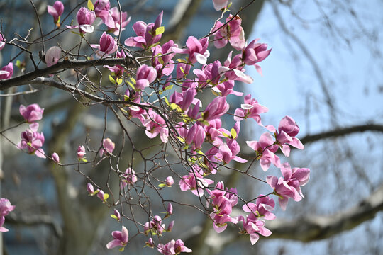 玉兰花开