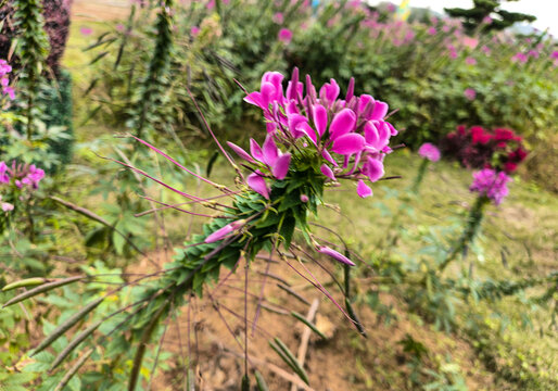 醉蝶花花头