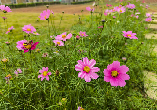 大波斯菊