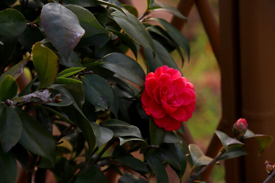 茶花