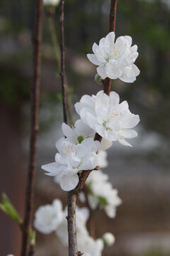 李子花