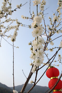 李子花