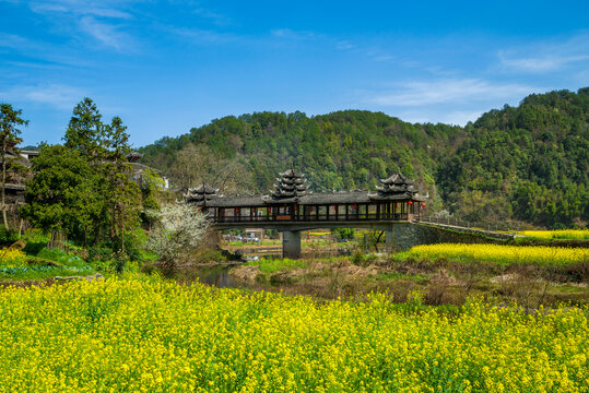 春天乡村油菜花和风雨桥风光