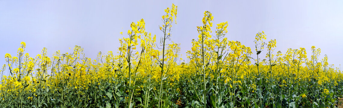 油菜花