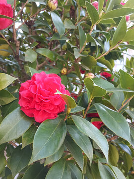 红茶树花