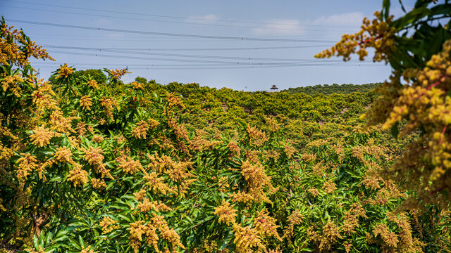 芒果山上芒果花开