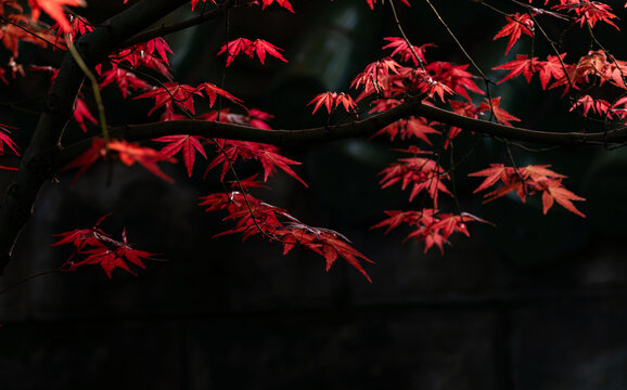 阳光下的红色树叶