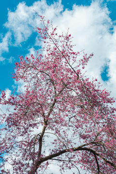 樱花与蓝天
