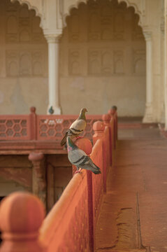 印度阿格拉堡鸽子
