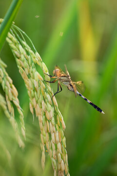 水稻稻穗稻谷成熟蜻蜓