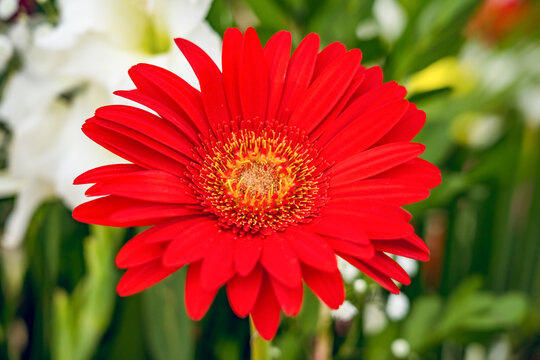 菊花非洲菊红菊花卉花朵特写