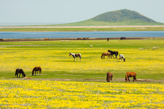 春天草原马群牧场湿地