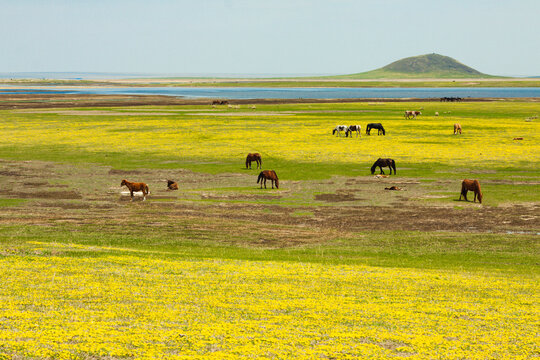 春天湿地草原马群吃草