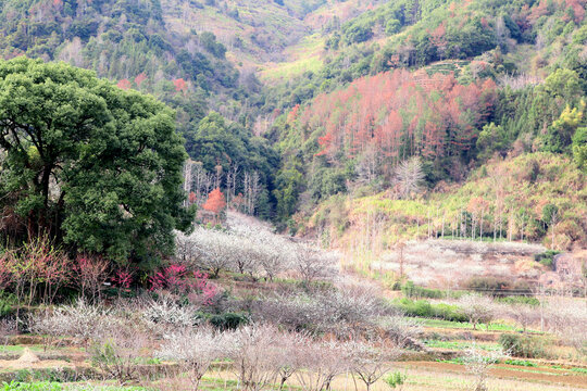 李花