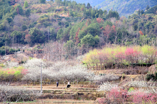 李花