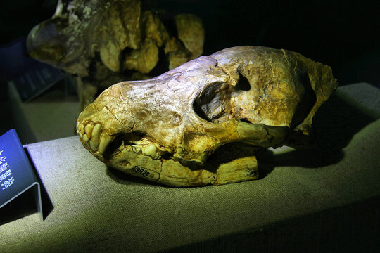 鬣狗头骨化石