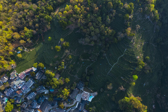 杭州西湖龙井产地翁家山茶园