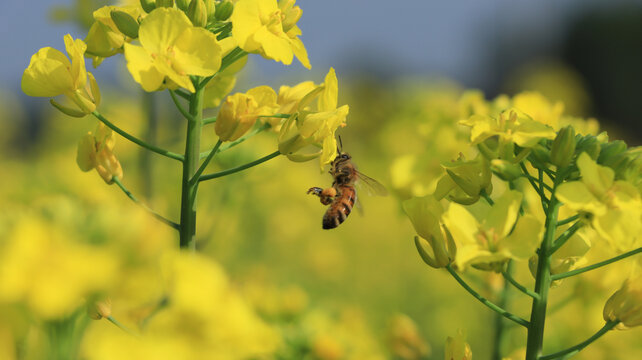 油菜花蜜蜂