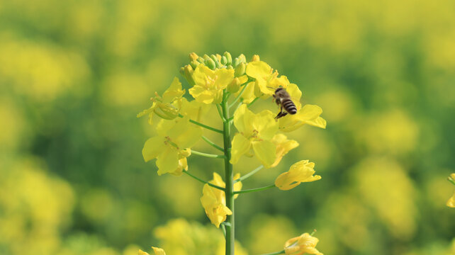 油菜花