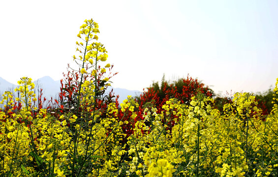 春天农田花卉油菜花