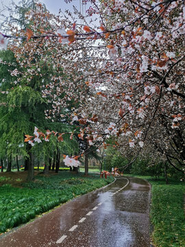 雨中的花径