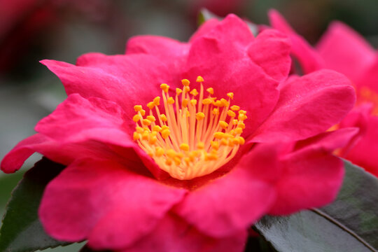 花蕊特写