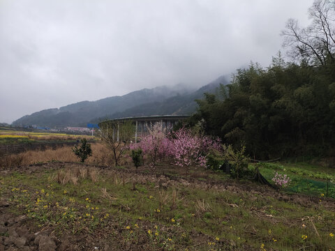 田里的桃花