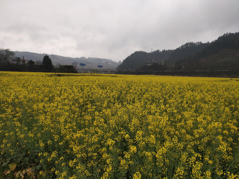 乡村油菜花与远山