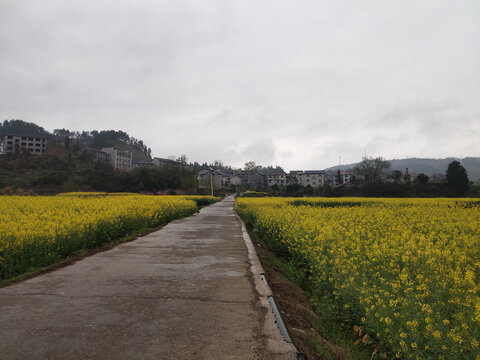 乡村公路与油菜花