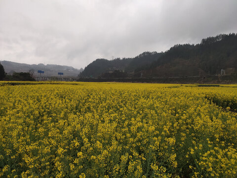 乡村油菜花