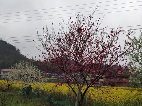 桃花与油菜花