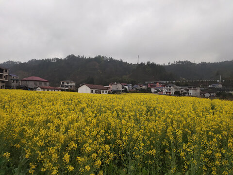 乡村油菜花