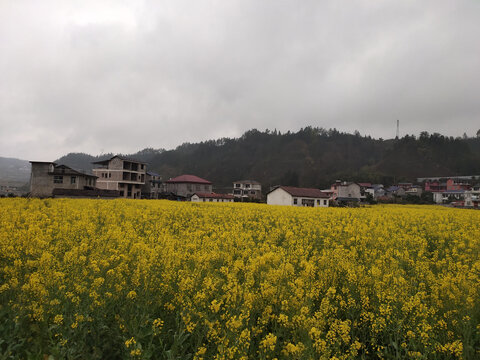油菜花