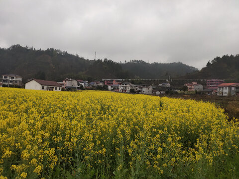 春天乡村油菜花