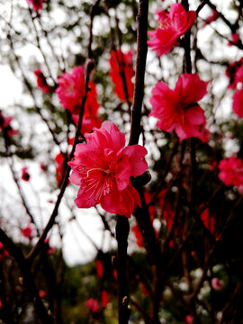 桃花树