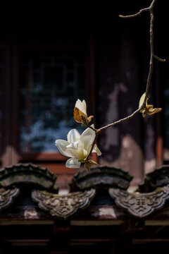 白玉兰花