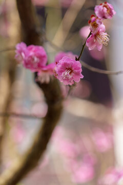 梅花盛开