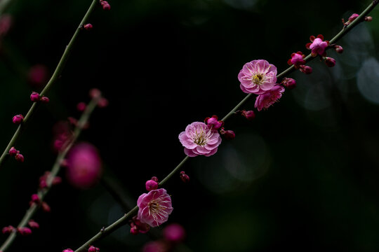 梅花盛开