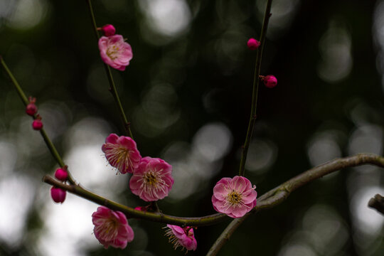 梅花盛开