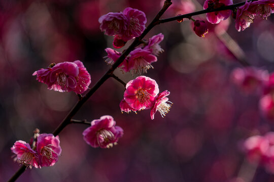 梅花盛开