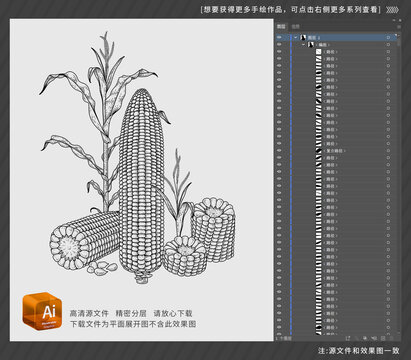 一套玉米手绘