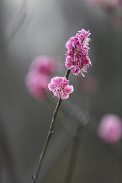 春天红梅花