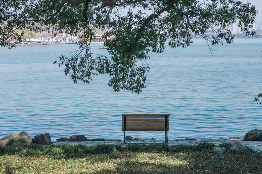 湖边的椅子和大树
