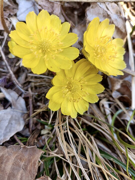 冰凌花