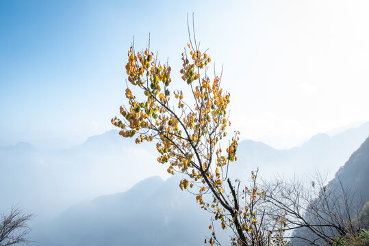 嘉午台秋景