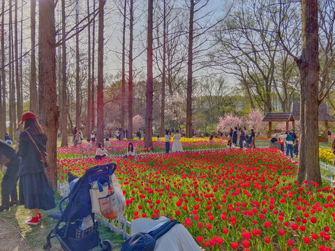 郁金香花海全景