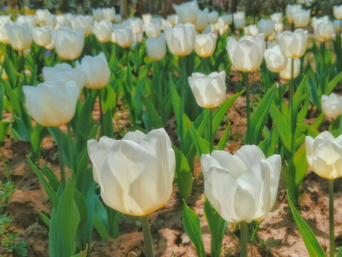 白色郁金香花丛